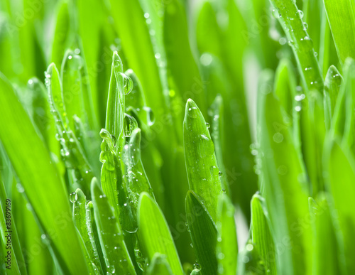 Fresh green grass covered with dewdrops.
