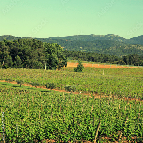 French vineyard Provence