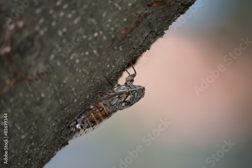 Singzikade von der linken Seite - fast hängend (Cicada) photo