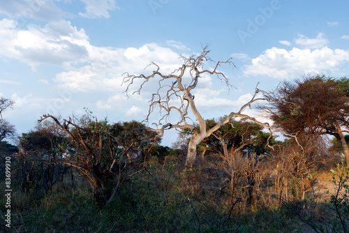 African landscape photo