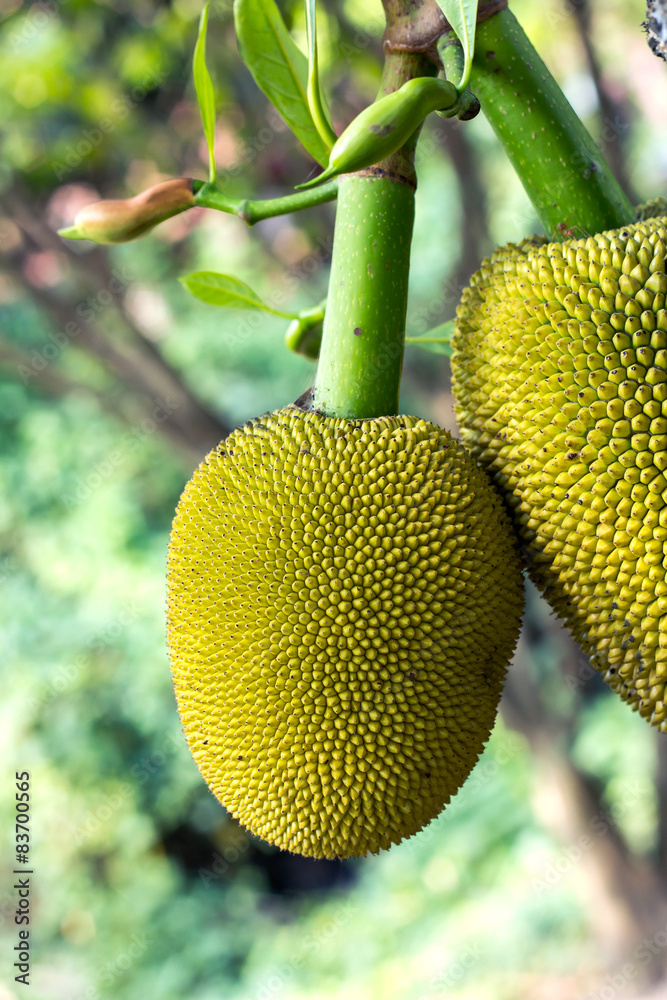 Jack fruit hang on stem in Garden Jack fruit hang on stem in Garden
