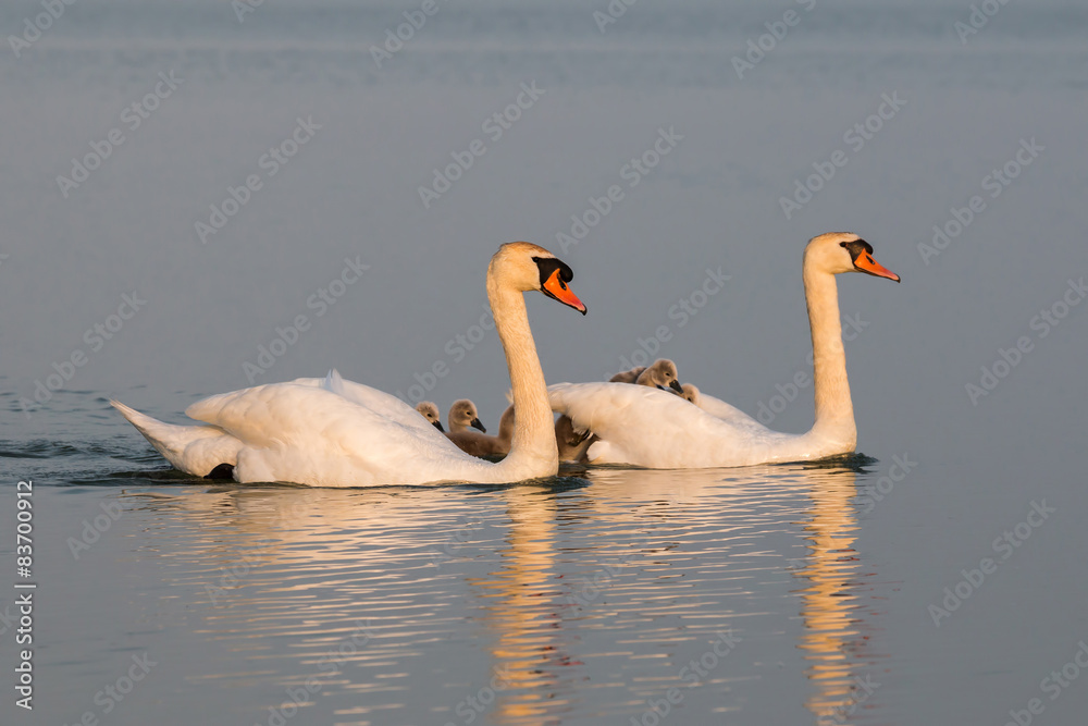 Fototapeta premium Swan family