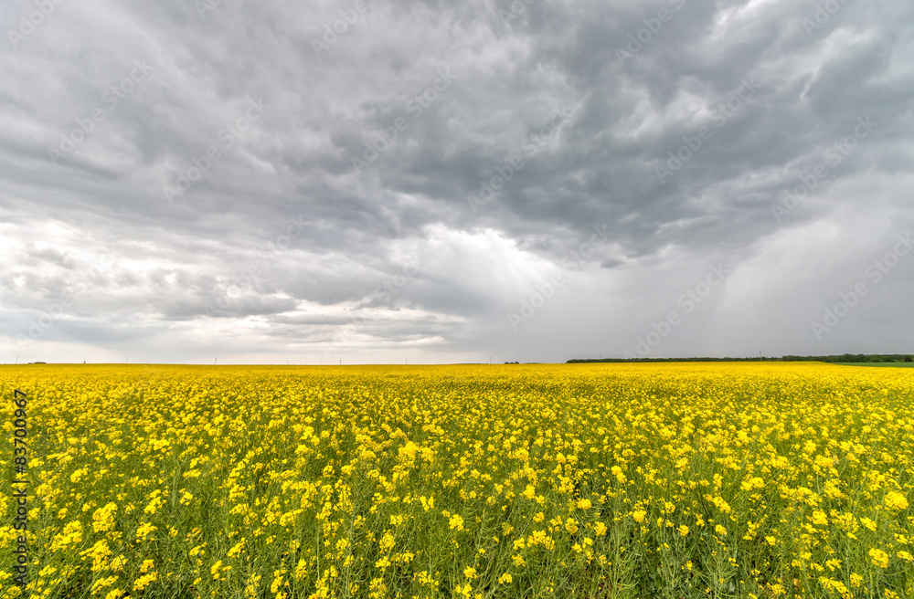 Obraz premium Rape field