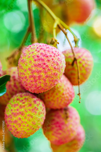 Lychee fruit (asia fruit) on the tree,Chiang Mai, Thailand. photo