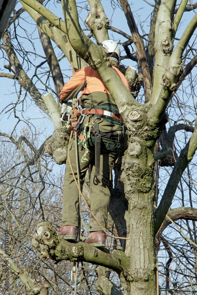bucheron de dos dans un arbre, coupe de branches 