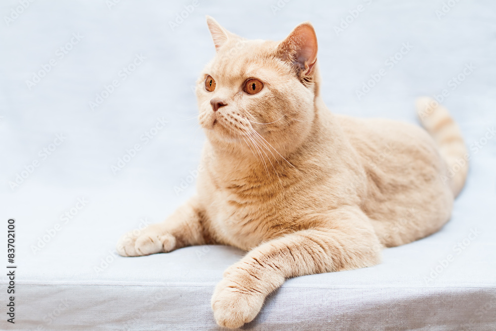 beige british cat