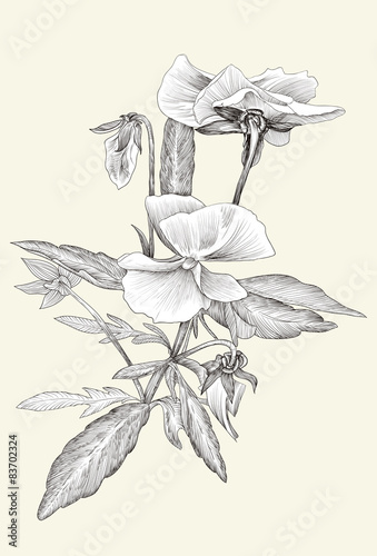 Flower Line Art