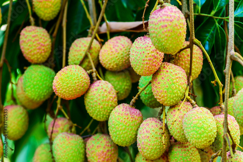 Young lychee fruit (asia fruit) on the tree,Chiang Mai, Thailand