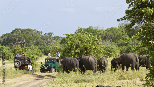 Game drivei in Minneriya, Sri Lanka