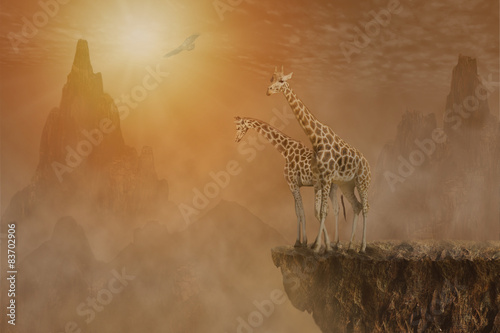 Two giraffes at  the high mountain