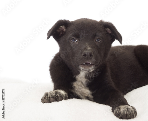  black puppy on a white bedspread