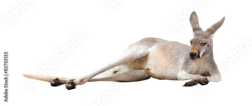 Photography Red kangaroo.