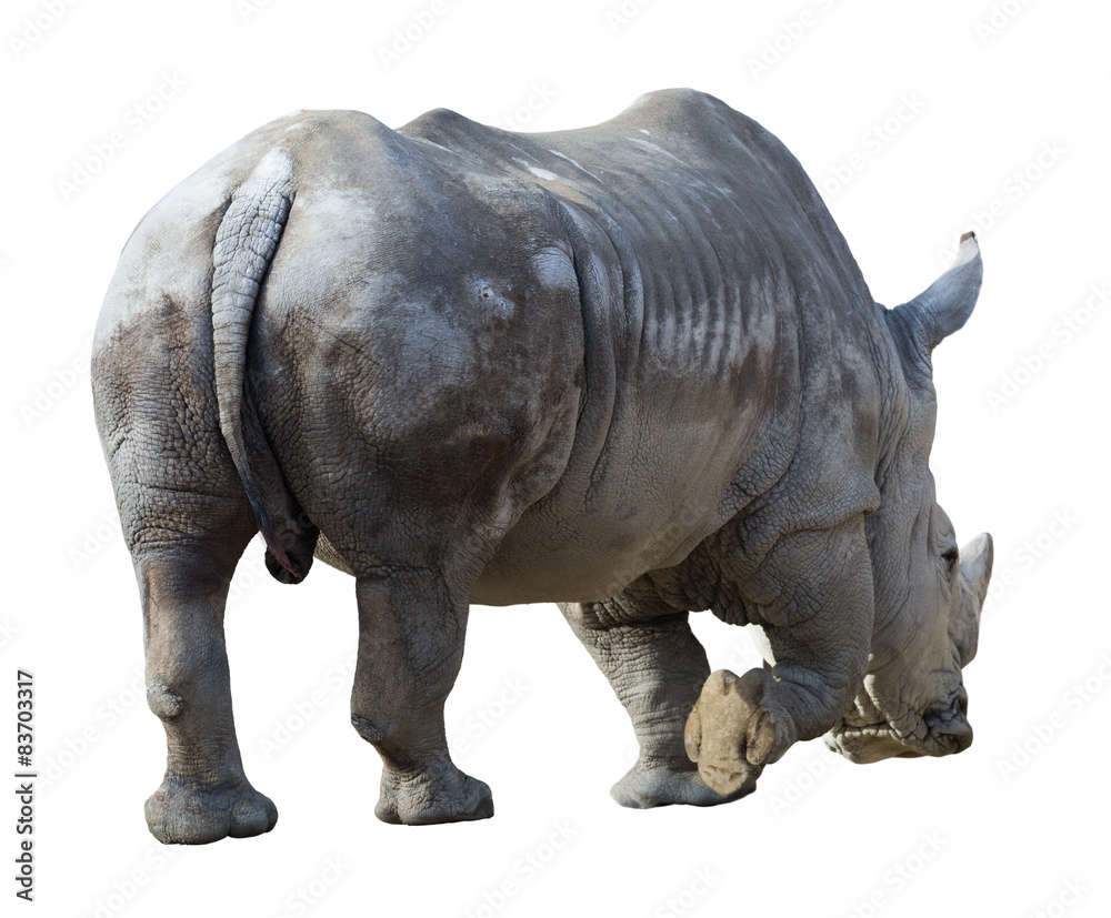 Obraz premium Male hippopotamus (Hippopotamus amphibius). Isolated on white