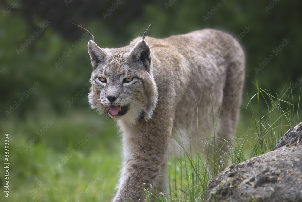 Fototapeta premium Portrait of male Eurasian lynx 