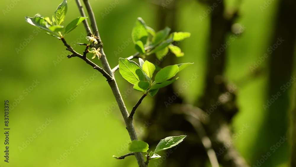 Branch with fresh green leaves in a garden Branch with fresh green leaves in a garden