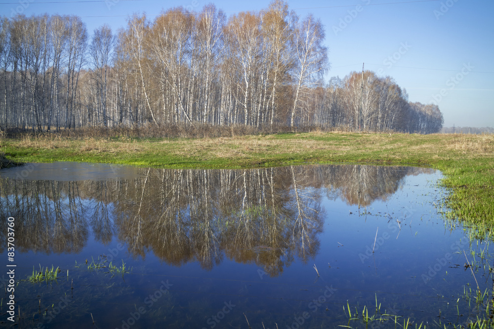 Obraz premium Birches and their reflections