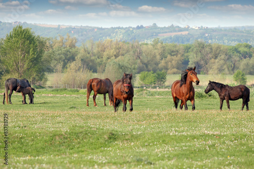 horses and foal on pasture © goce risteski