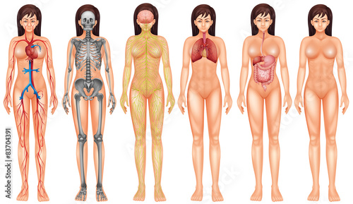 Body system