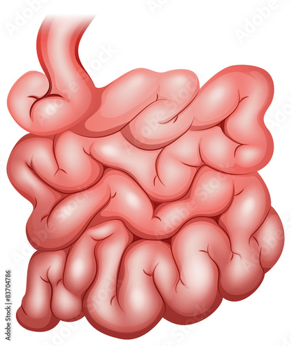 Intestine
