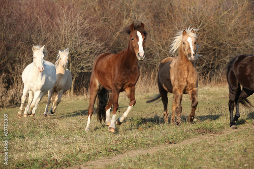 Batch of horses running in autumn