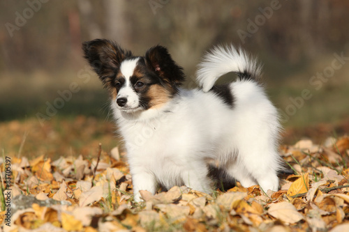 Amazing paillon puppy in autumn © Zuzana Tillerova