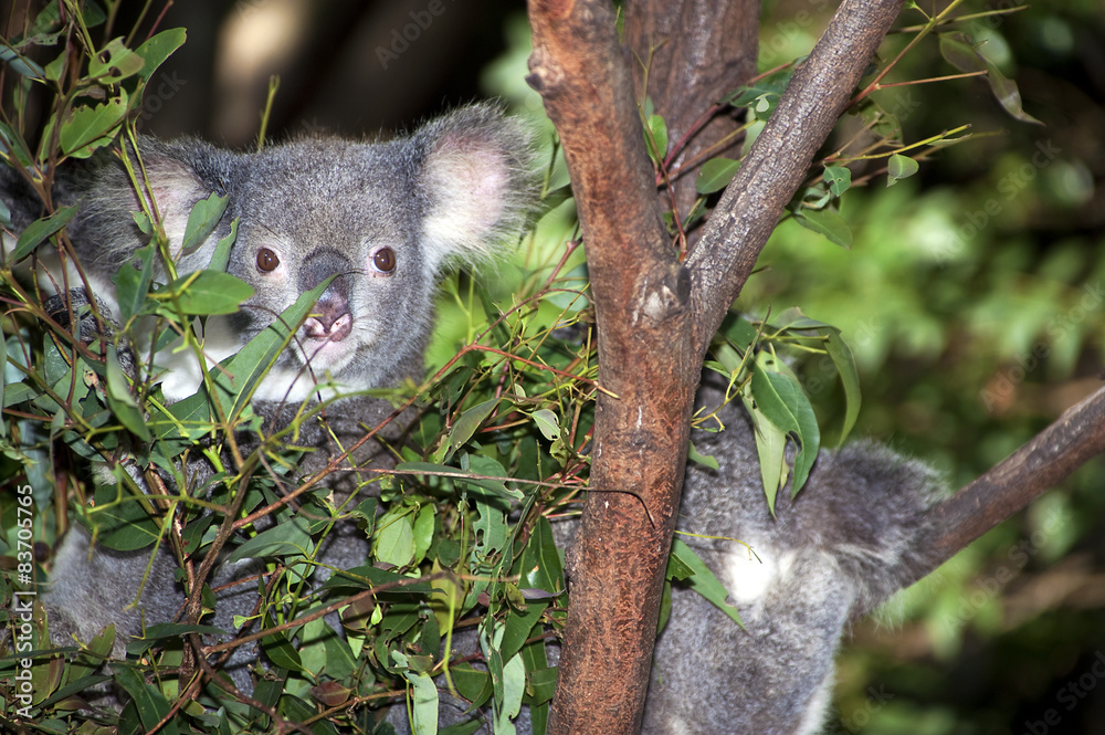 Fototapeta premium Koalas close up