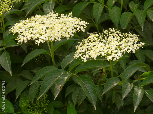  sambuco nero (Sambucus nigra)