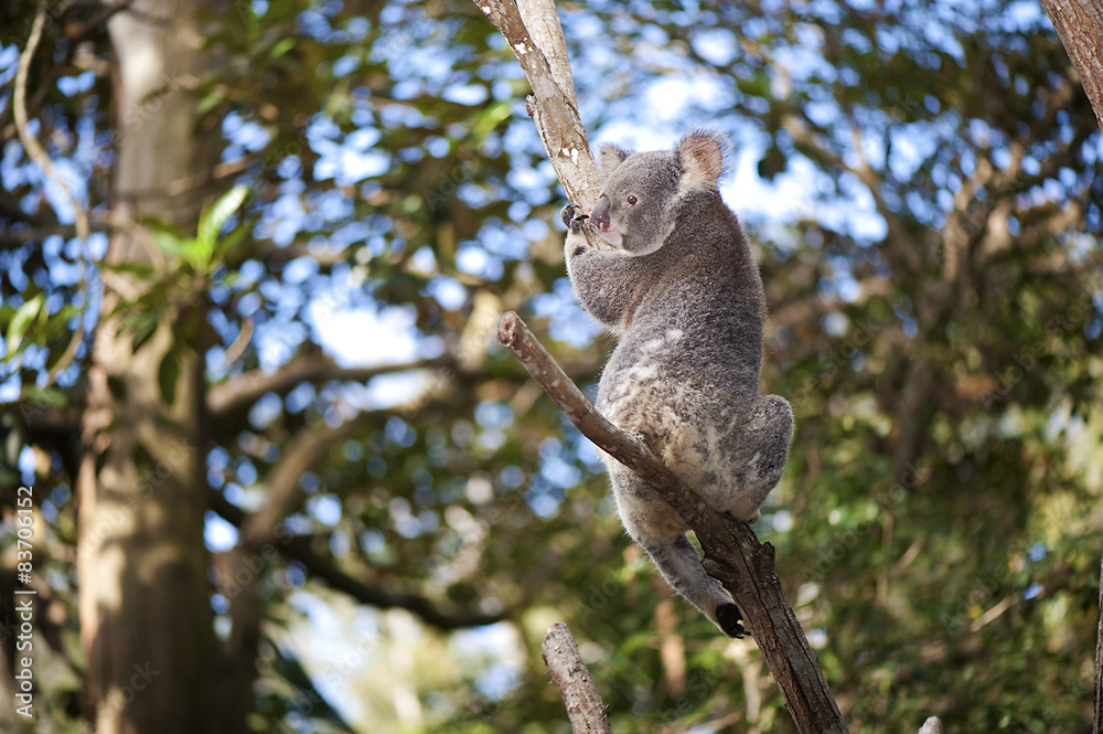 Fototapeta premium Koala in a tree