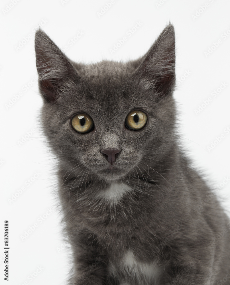Closeup Gray Kitty Looking in Camera on White Closeup Gray Kitty Looking in Camera on White