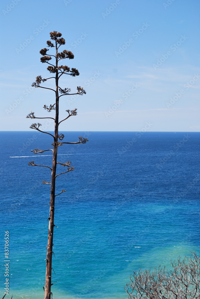 Albero solo sul mare