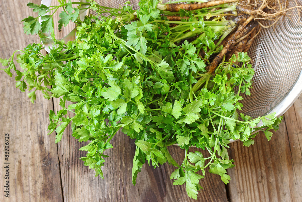 Organic parsley with roots in basket Organic parsley with roots in basket