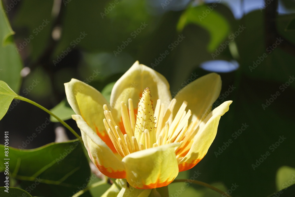 Liriodendron tulipifera Liriodendron tulipifera