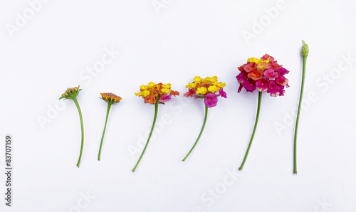 Flower life display on white background