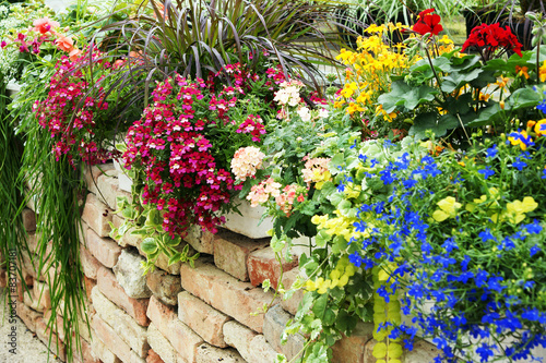 bunte Balkonblumen auf Mauer