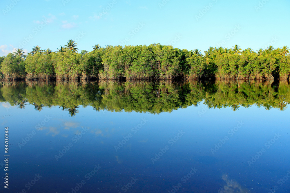 Fototapeta premium Mangrove forest topical rainforest