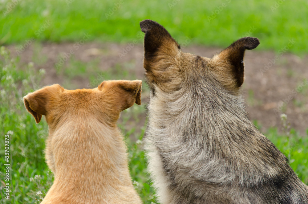 Two stray dogs