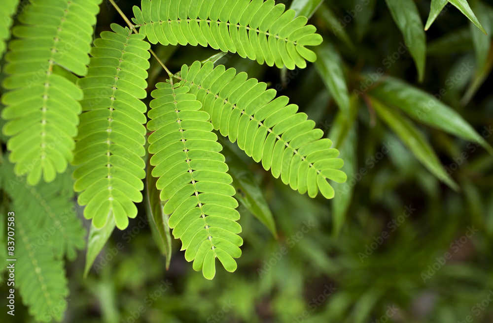 Green leaves background selective focus Green leaves background selective focus