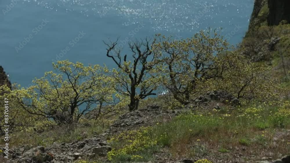 Trees Growing on Mountain Hill Near the Sea Trees Growing on Mountain Hill Near the Sea
