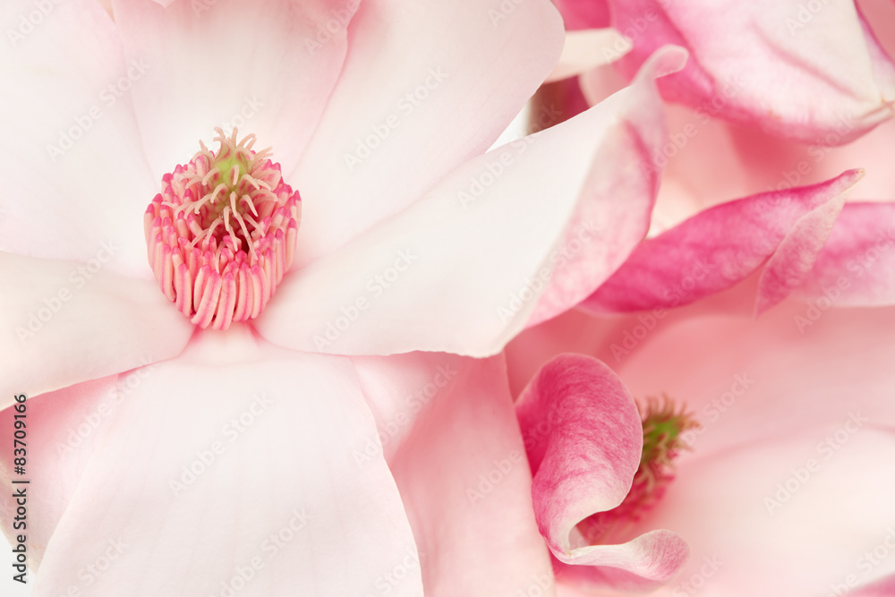 Fototapeta premium Magnolia, spring flowers macro