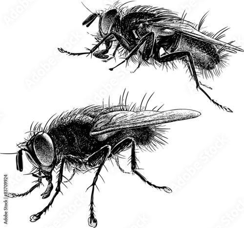 big flies