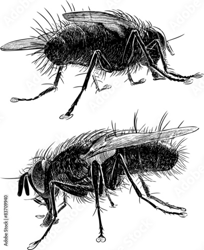 drawn flies