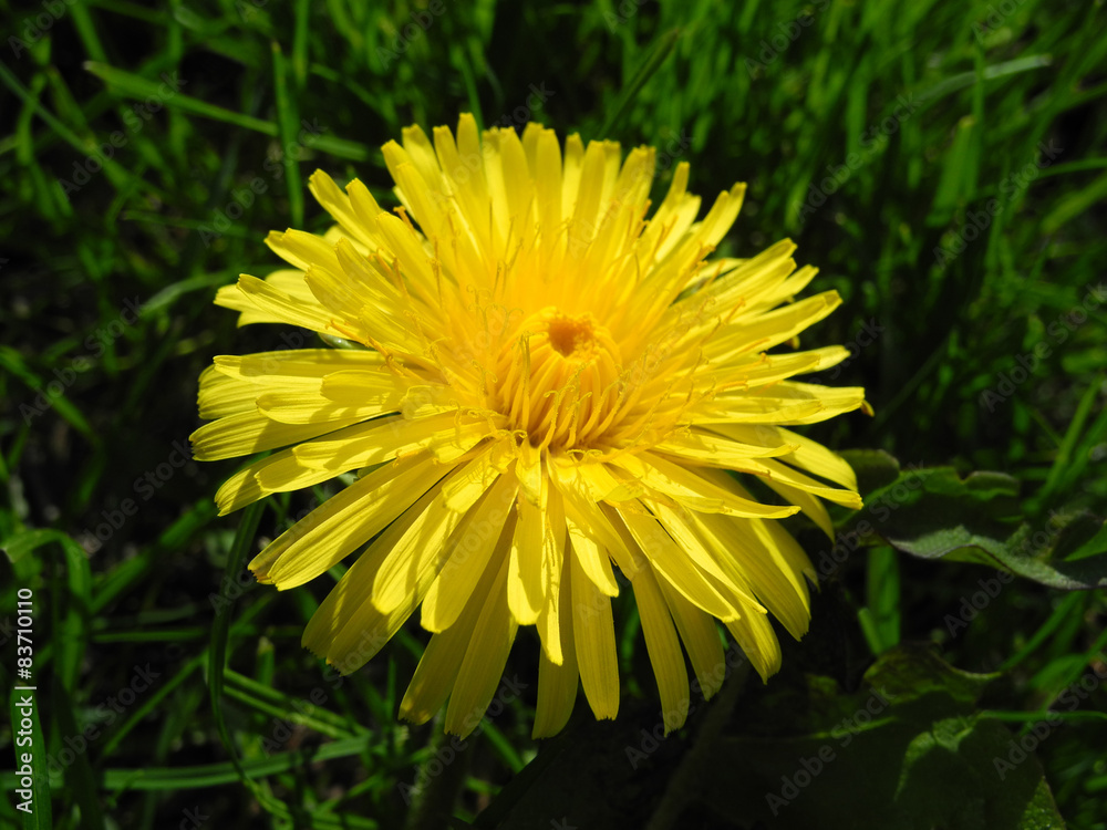 Gelbe Löwenzahnblüte / Leontodon / hawkbit Gelbe Löwenzahnblüte / Leontodon / hawkbit
