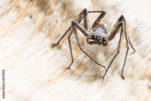 Close up spider , Heteropoda venatoria