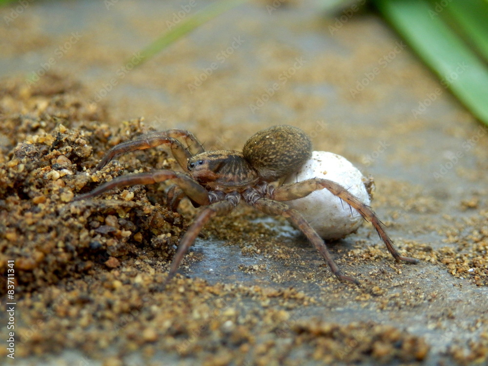 Wolf Spider carrying an egg sac on her abdomen 