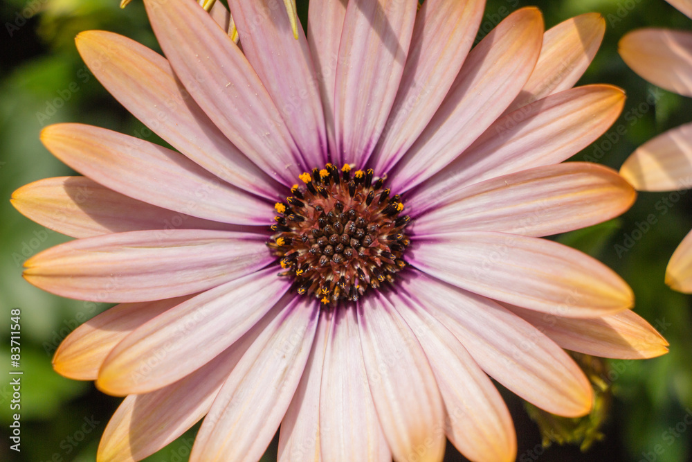 Fototapeta premium Blume