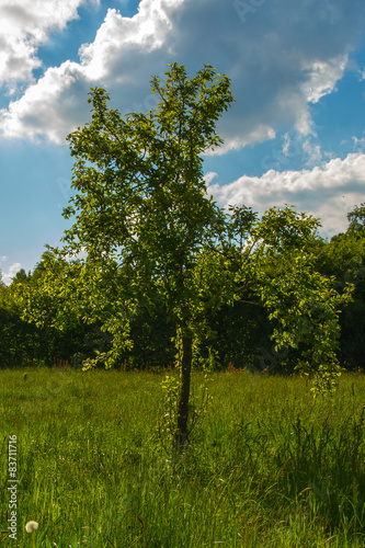 Baum