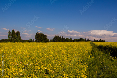 Wiese