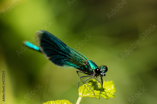 Libelle