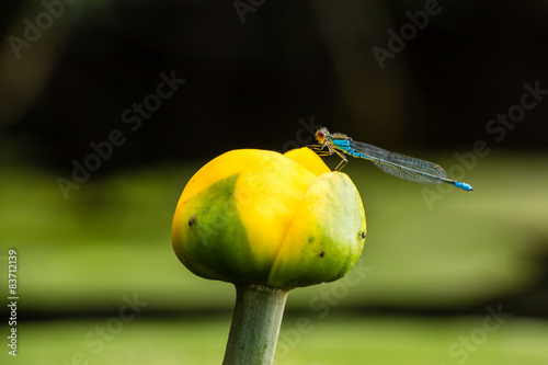 Libelle