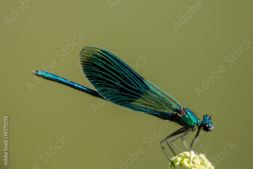 Libelle